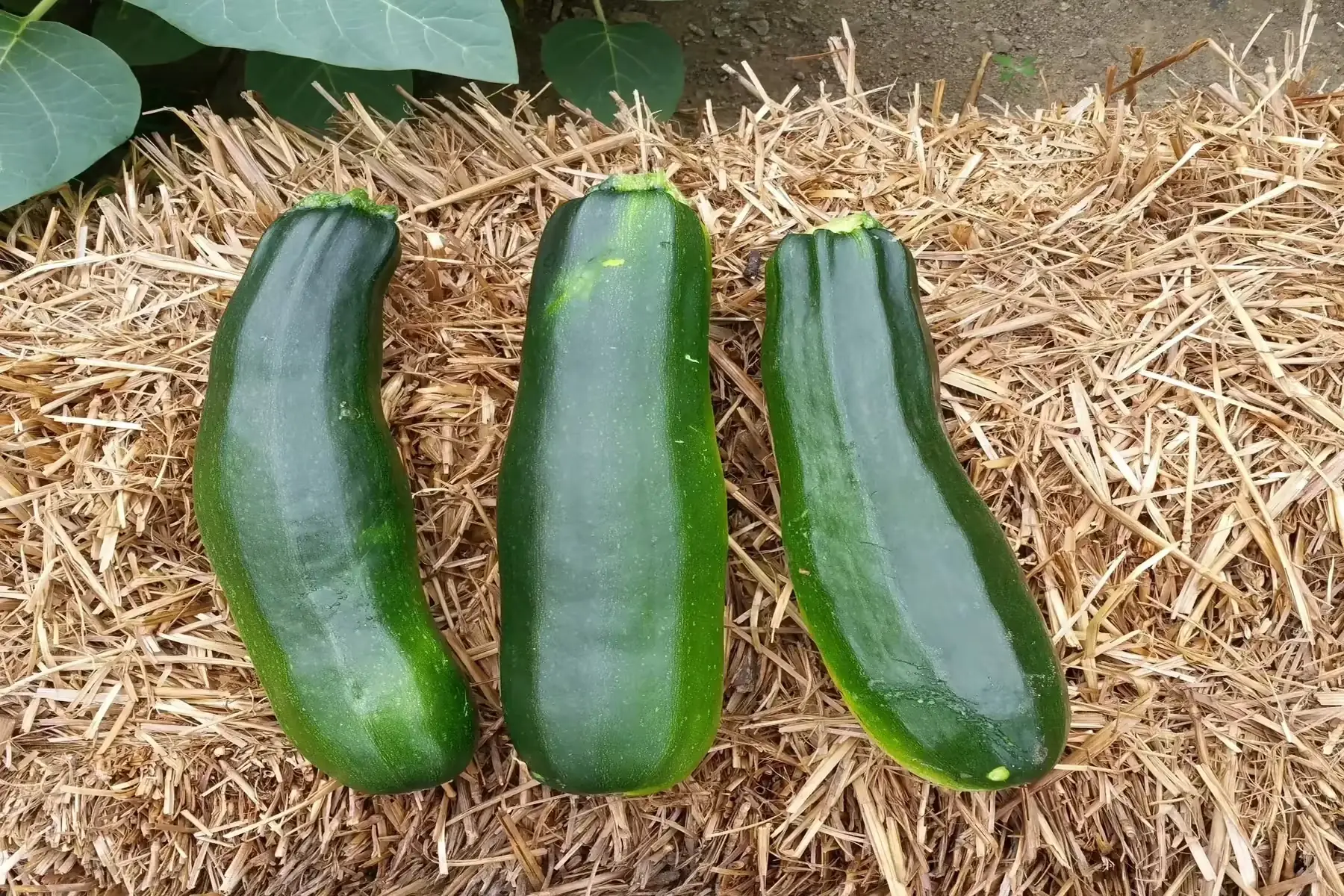 grosse courgette à farcir