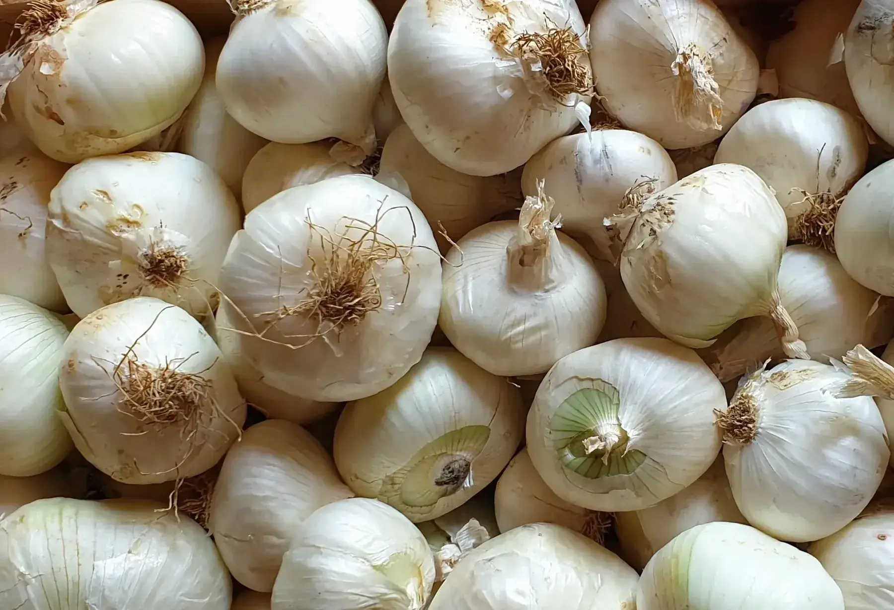 oignons blancs (demi-sec)