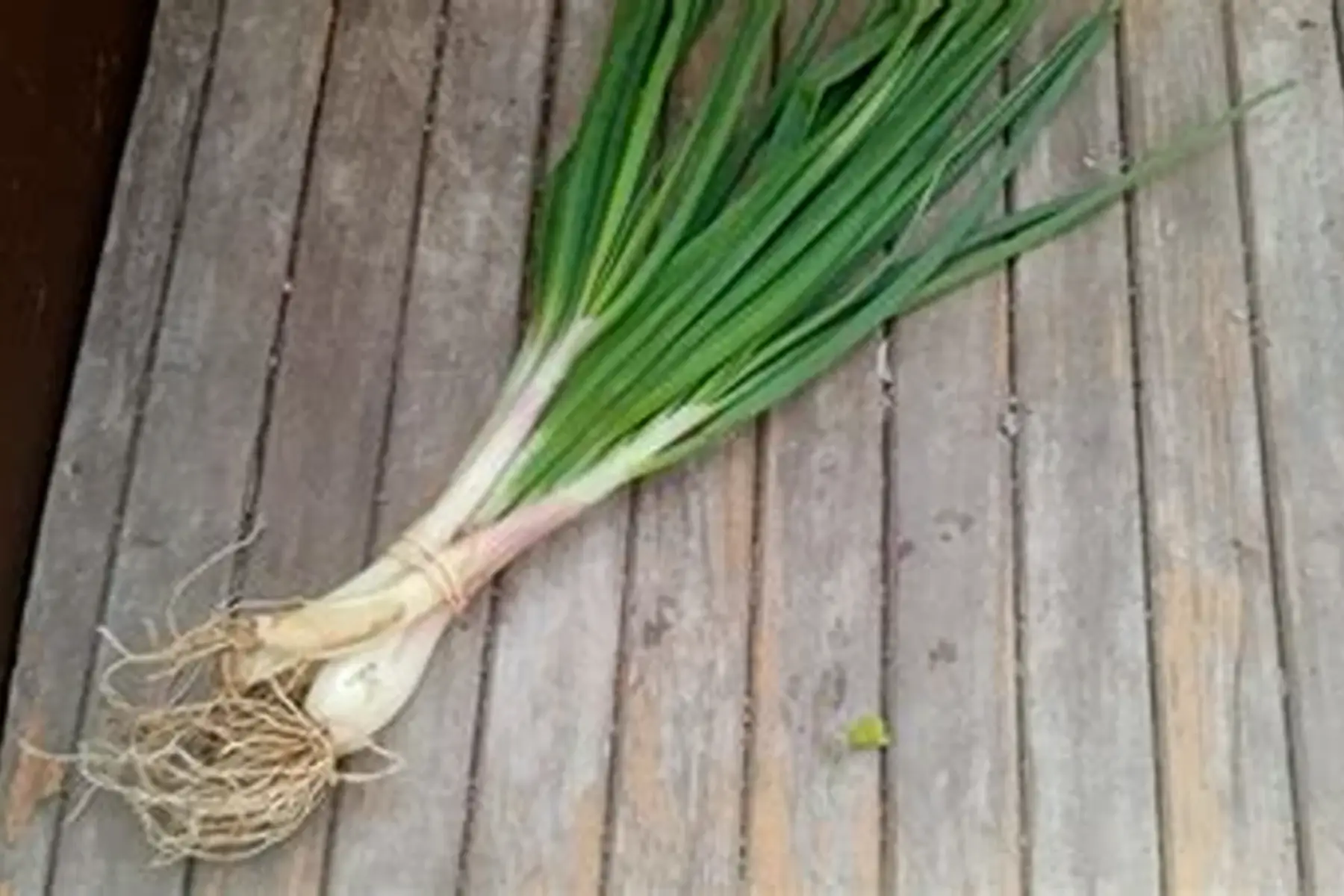 bouquet d'échalote nouvelle