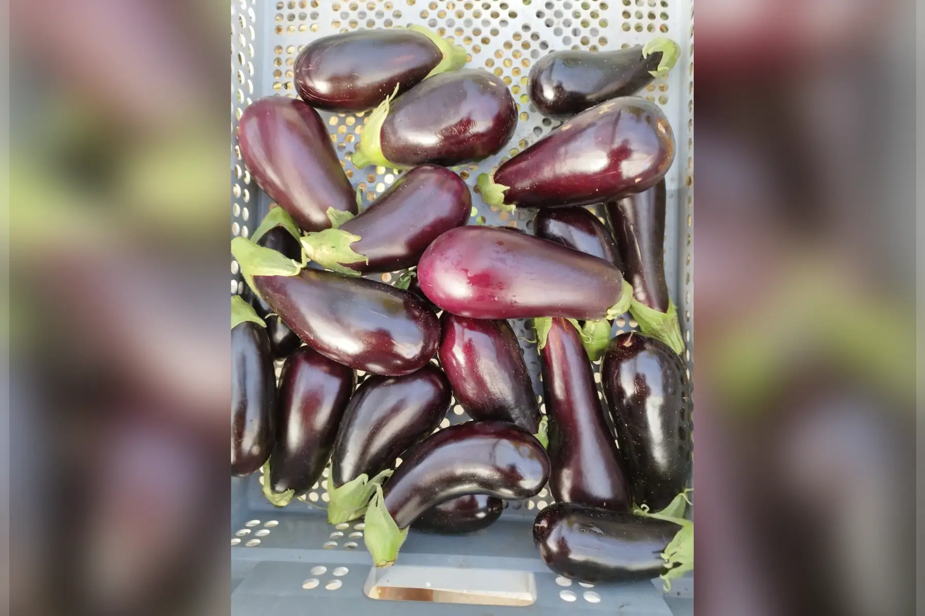 aubergine