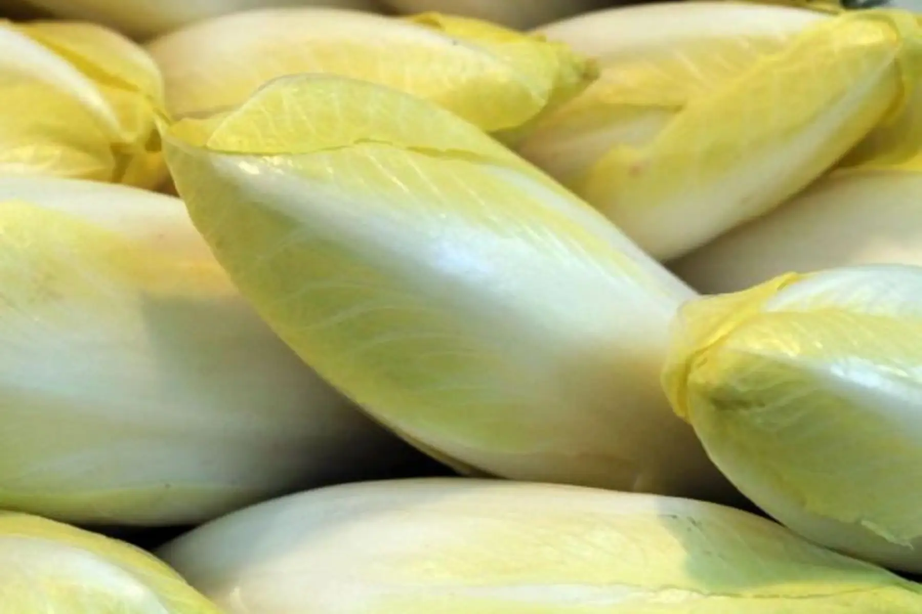 Endive