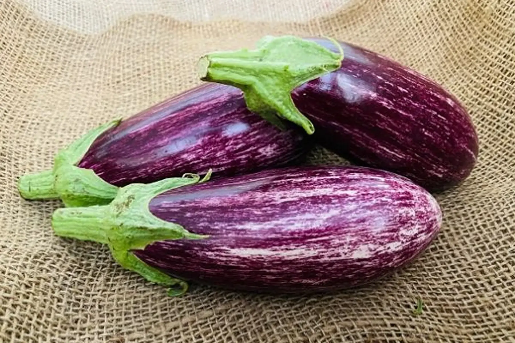 aubergine rayée