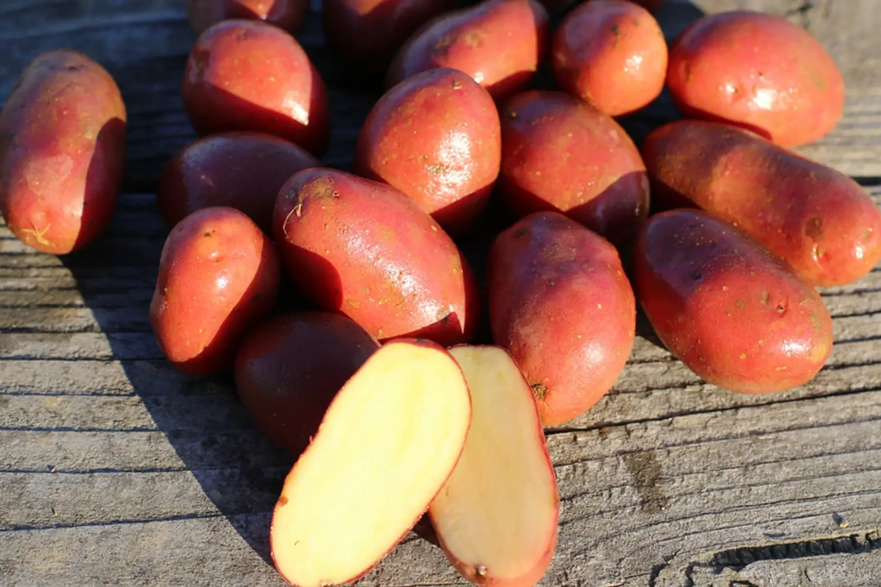 pomme de terre rouge