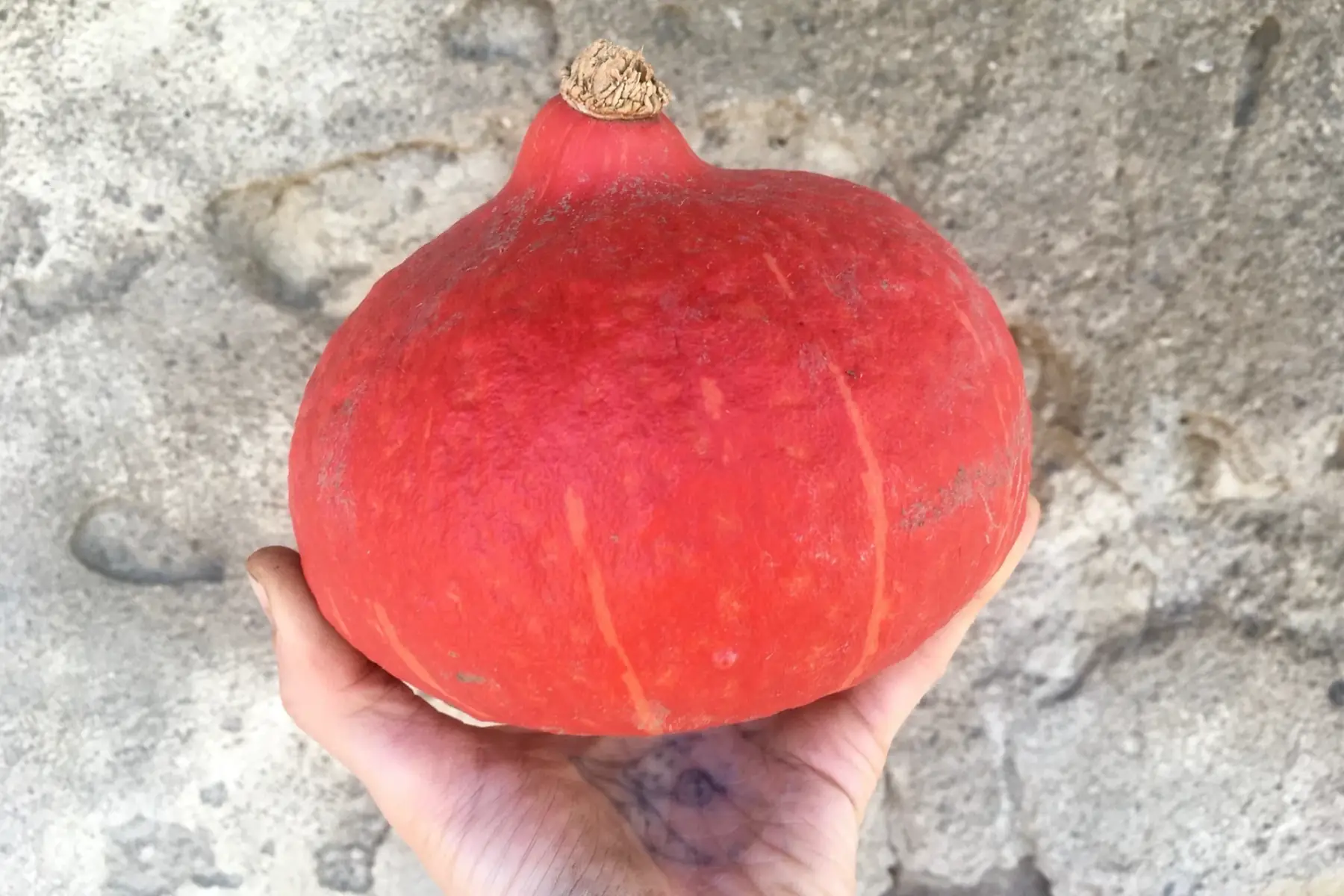 courge - potimarron