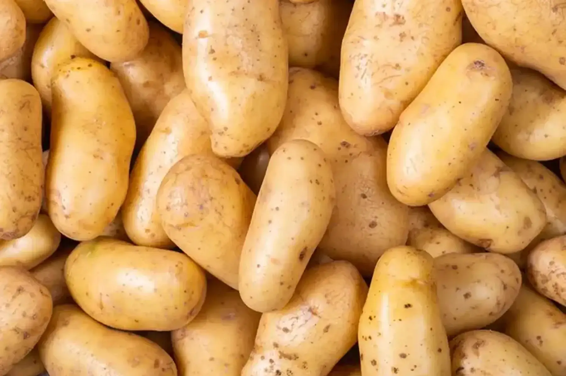 pommes de terres jaunes Marabel ou Monalisa