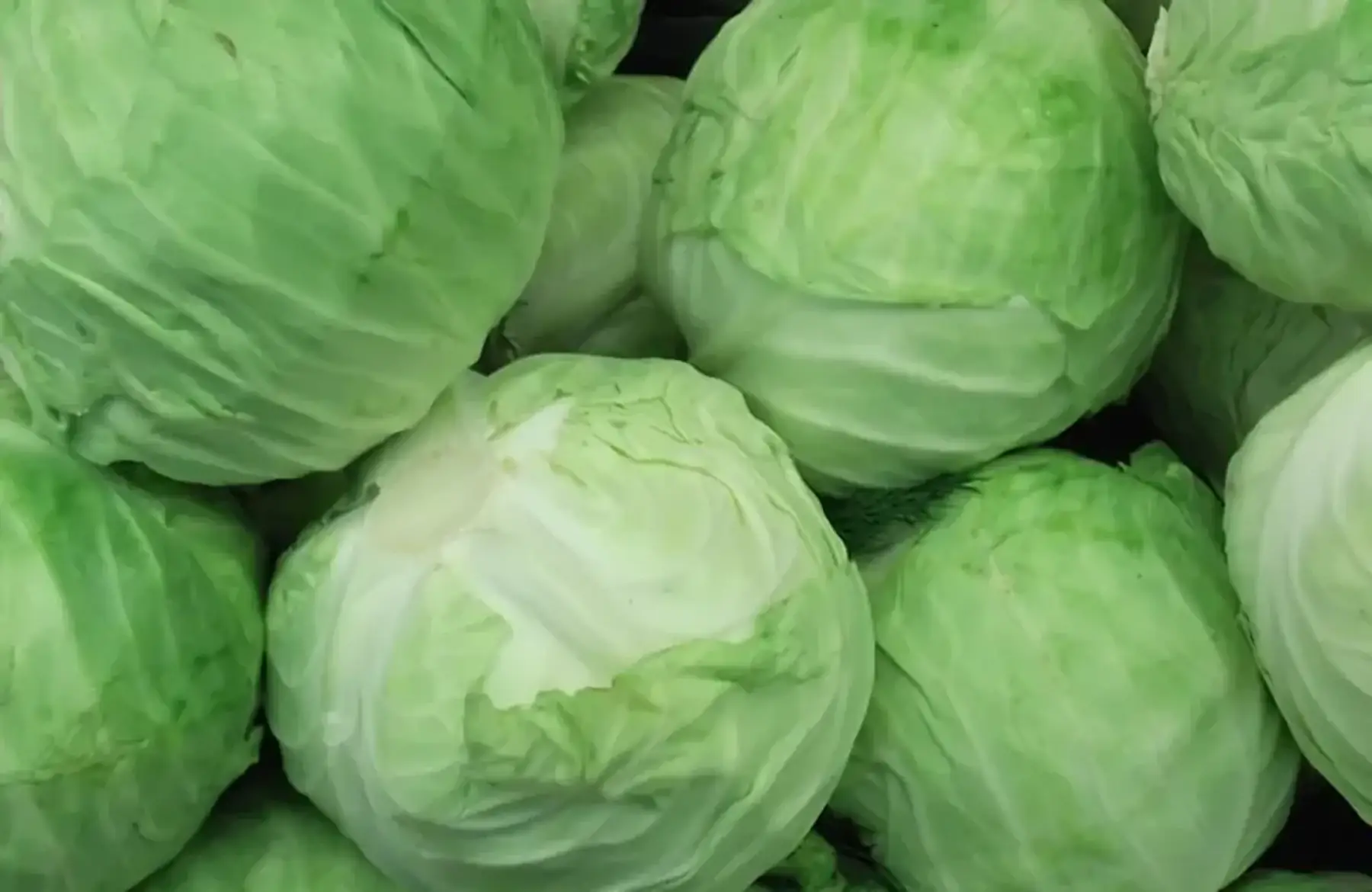 choux vert