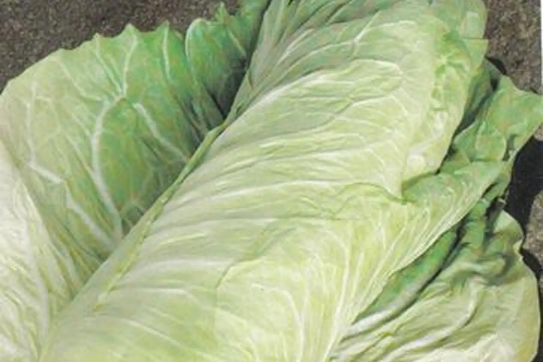 Chicorée - pain de sucre