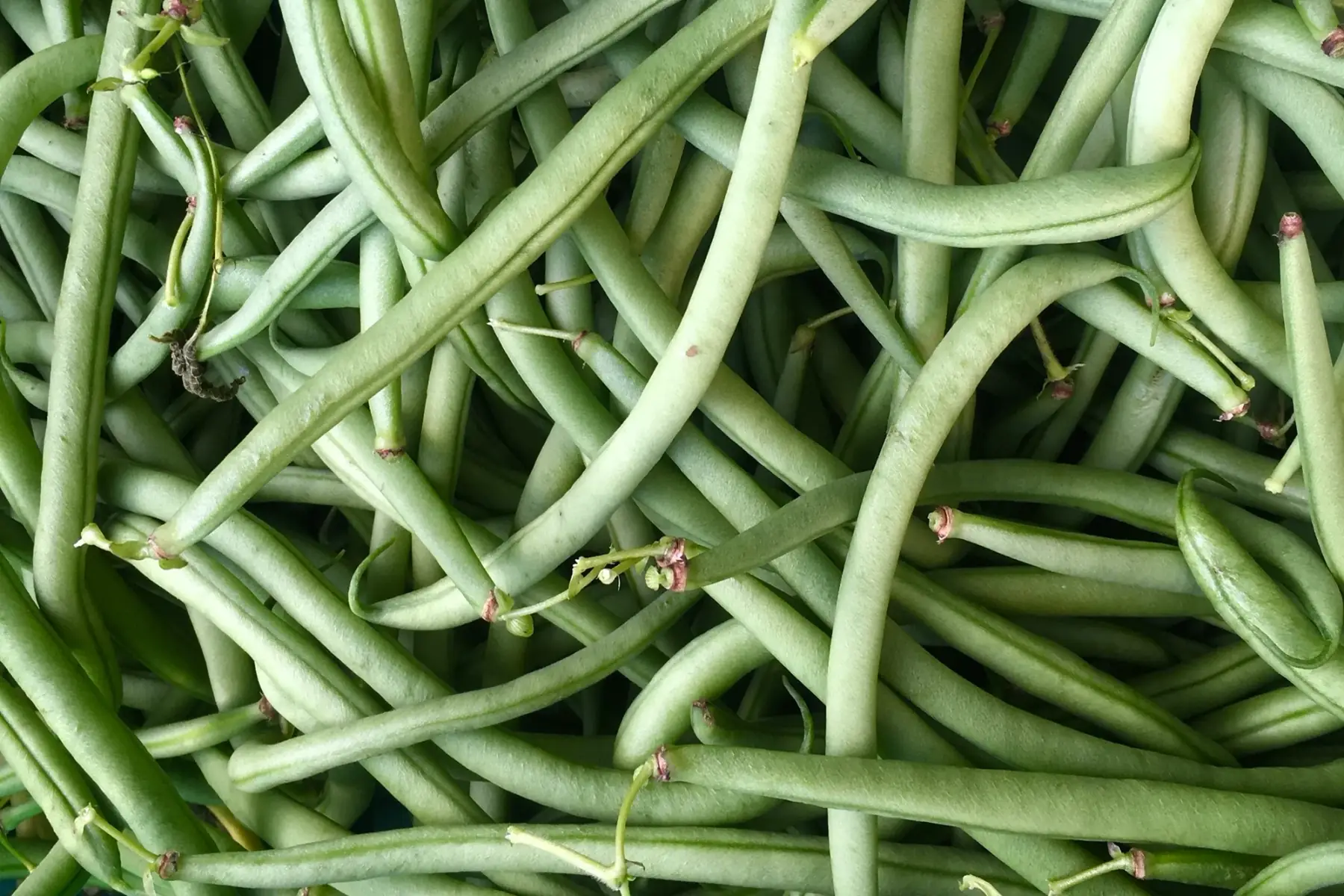 haricot vert