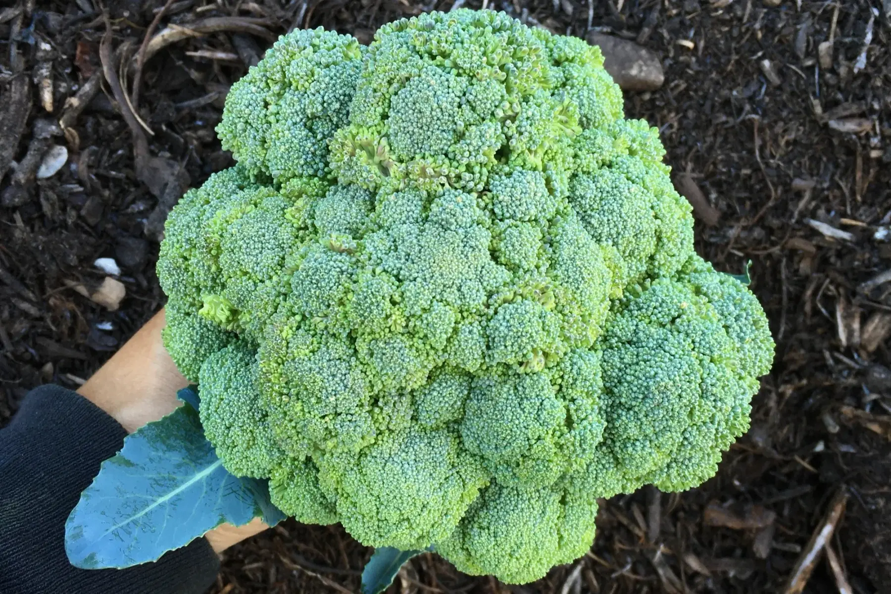 brocoli