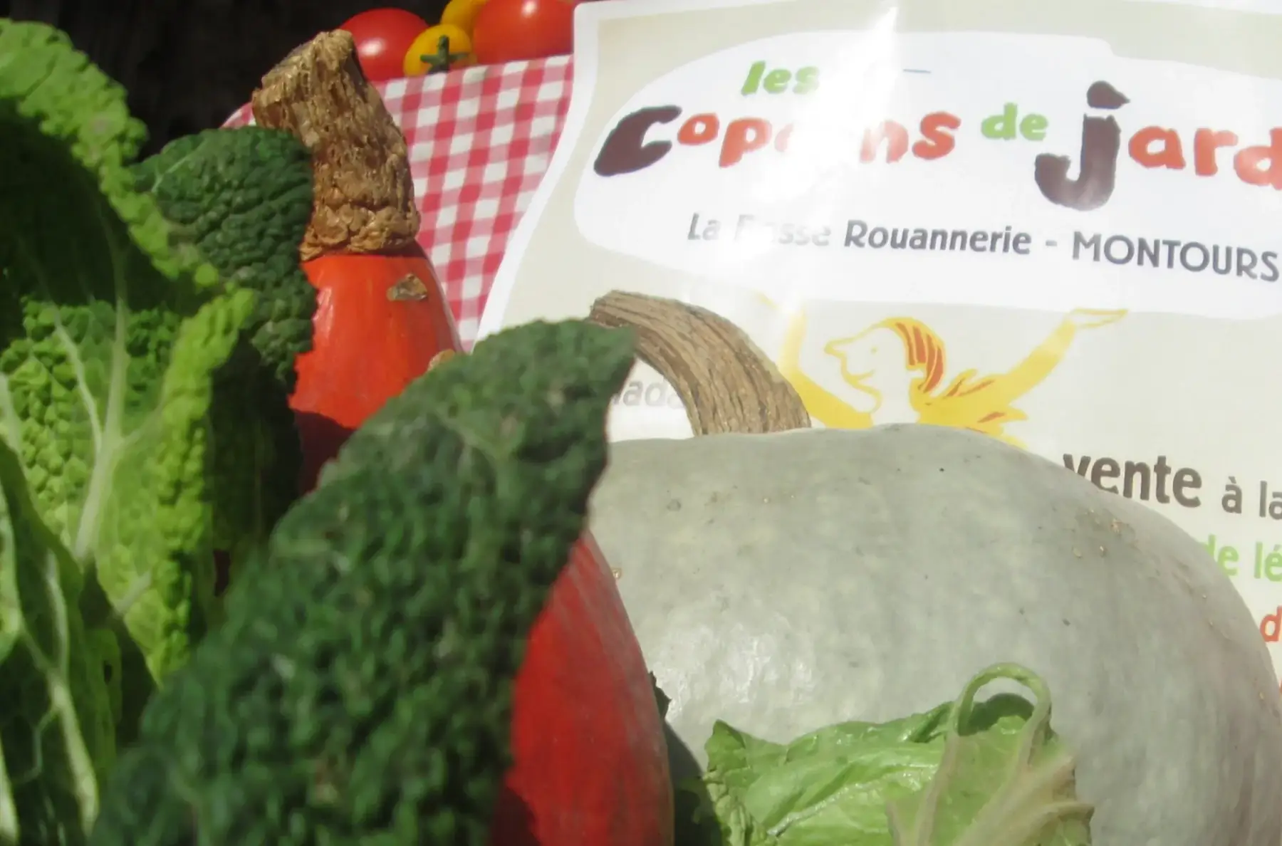 3 - gd copain : courget, carot, radis, fenouil, salade, betterav, chou, pdt nouv