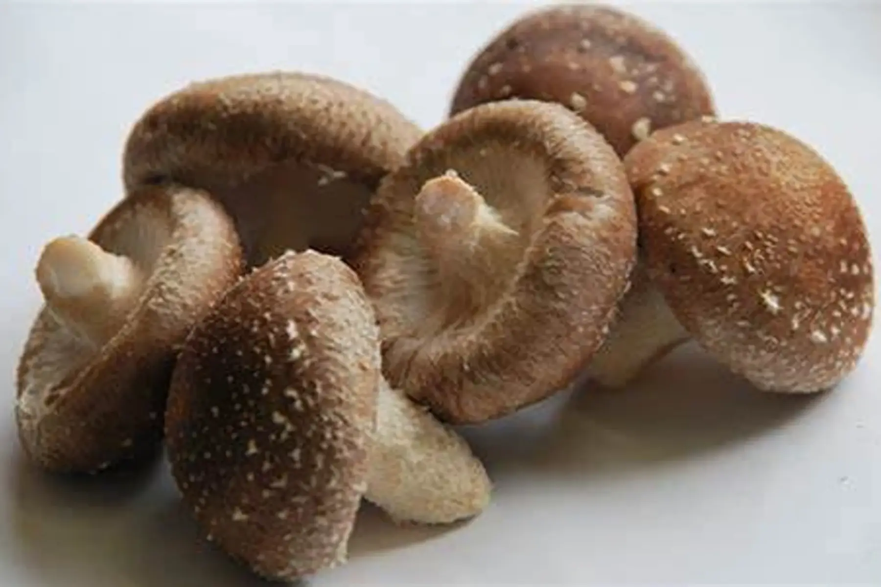 shiitake frais