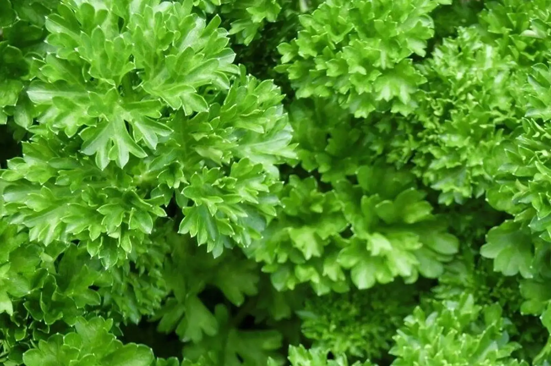 Persil frisé bouquet