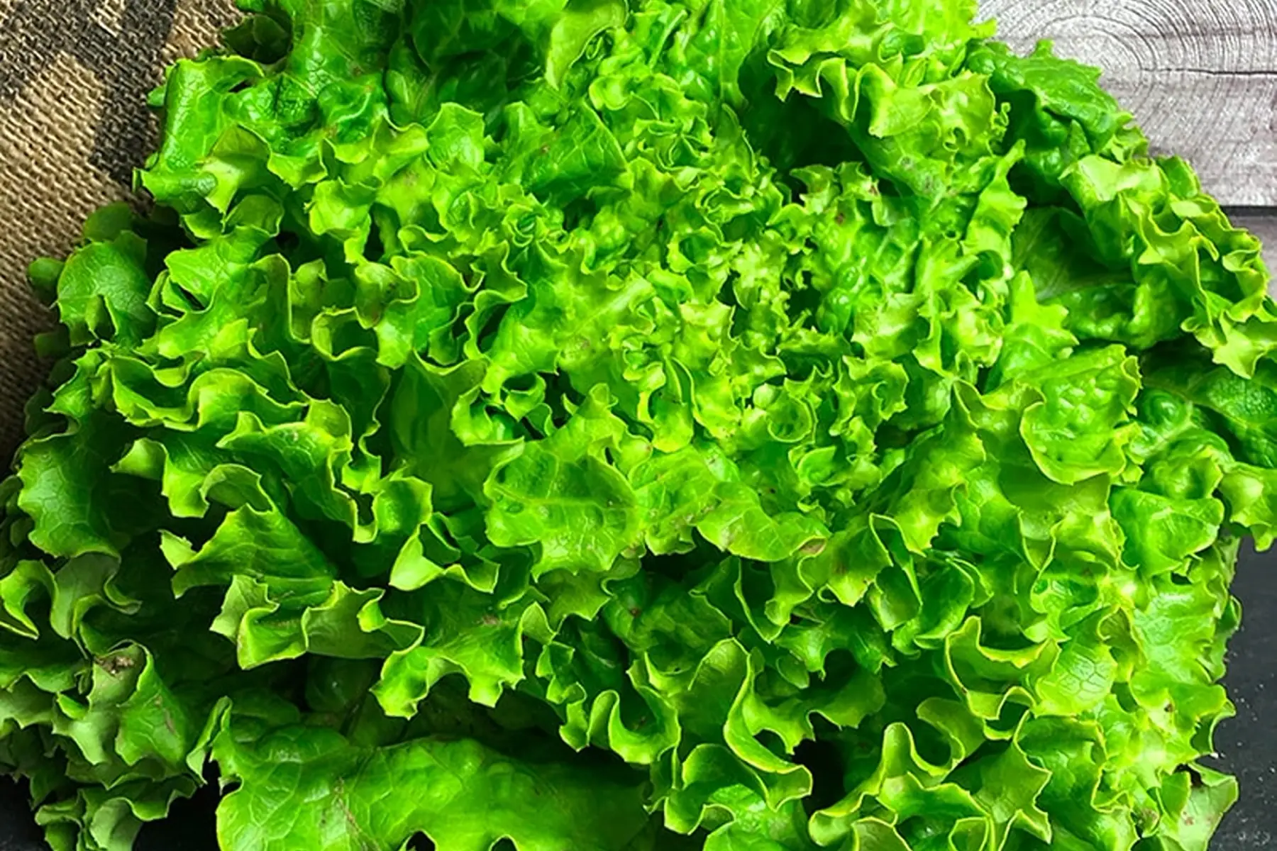 Salade Batavia frisée