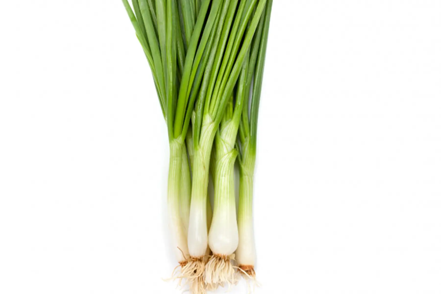 Oignon blanc frais