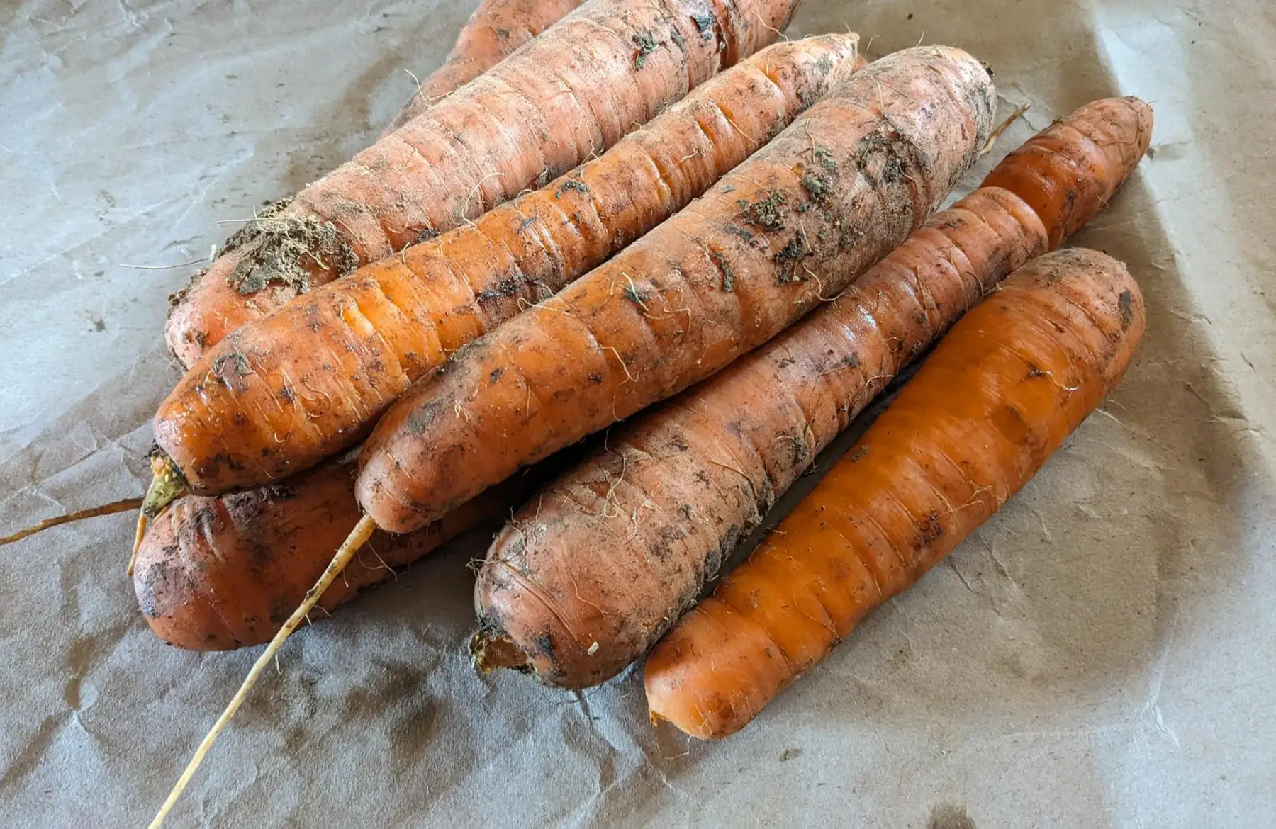 carotte conservation