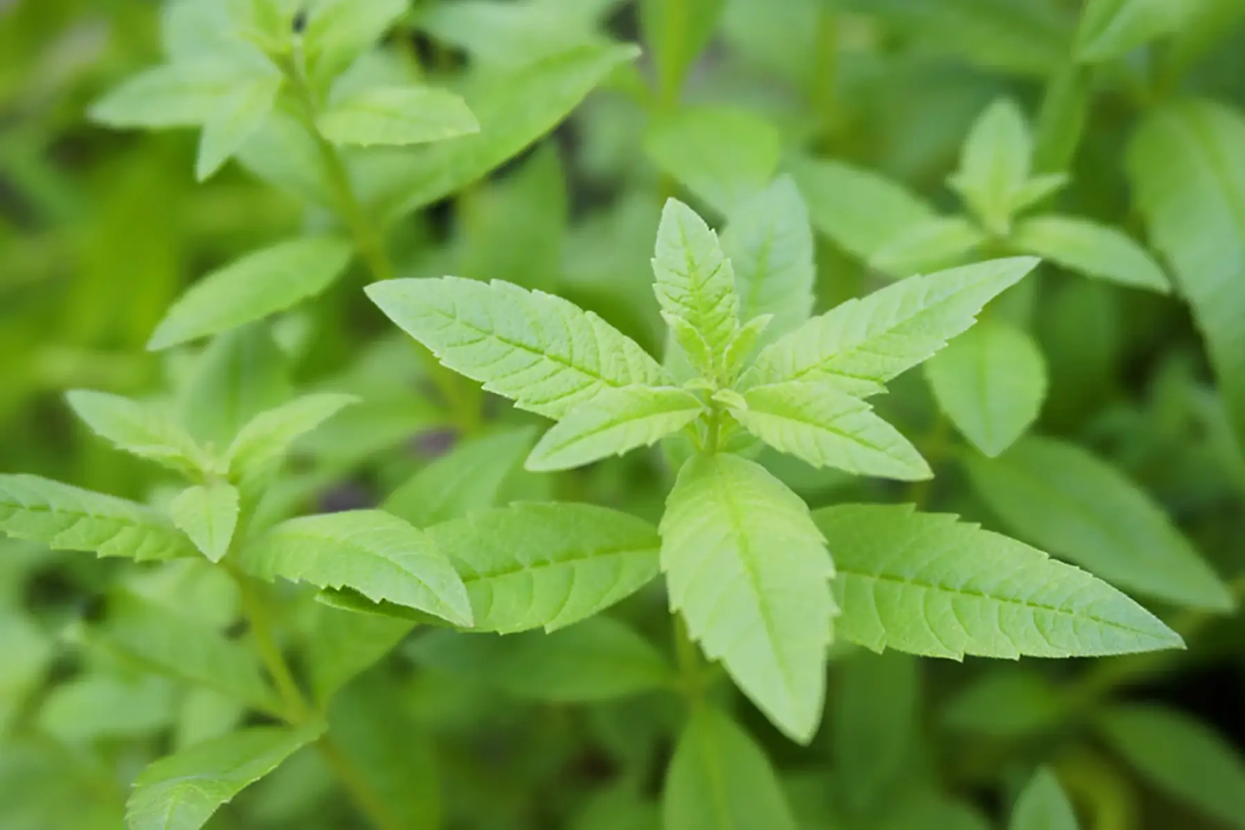 verveine citronnelle