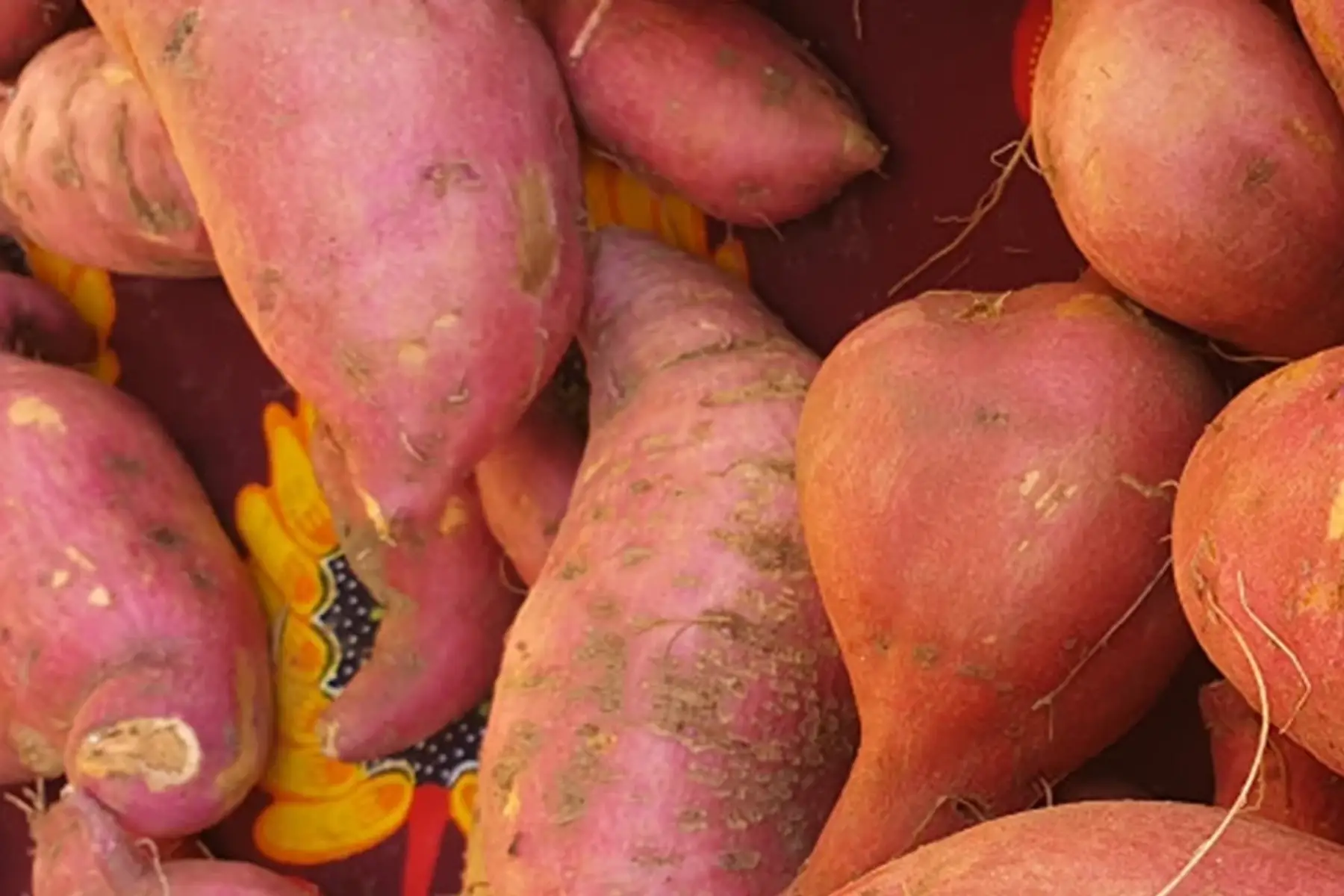 Promo / Patate douce bio petit calibre (-50%)