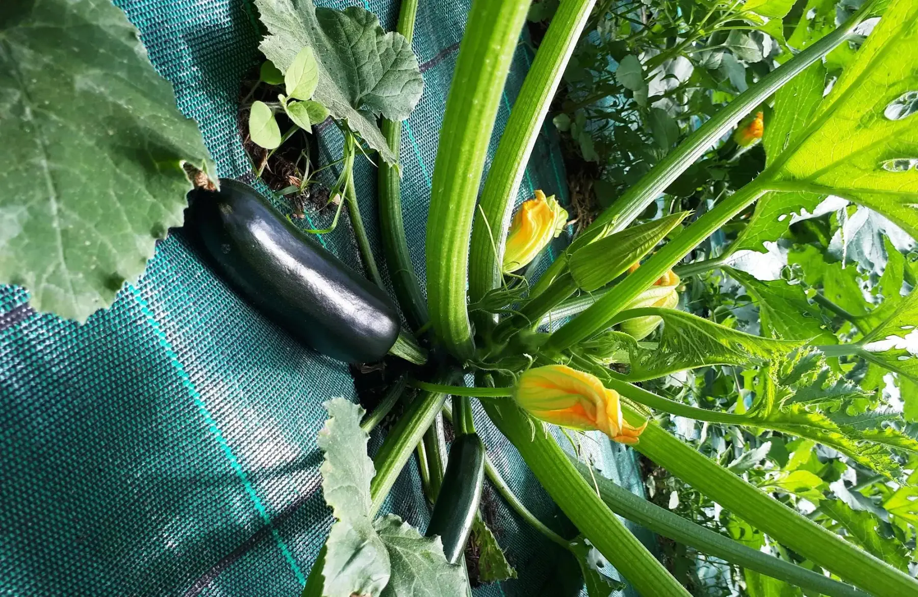 fleurs de courgette bio