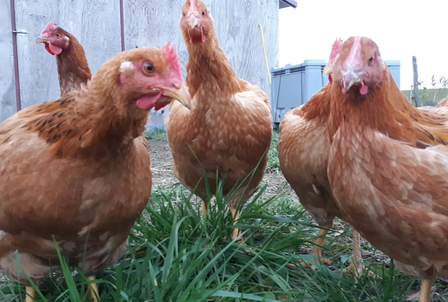 réservation poulardes fermières