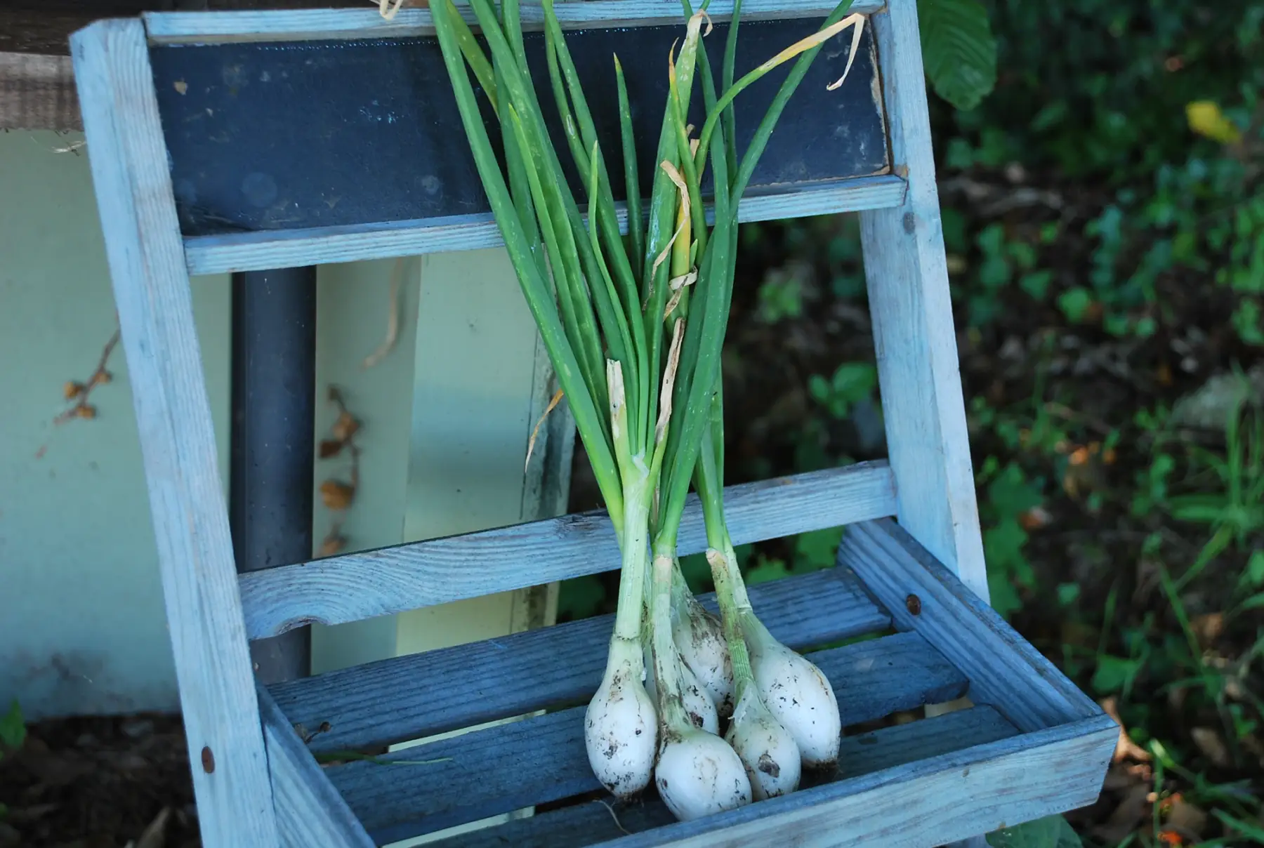 Au Pot'ager Du Pont Neuf