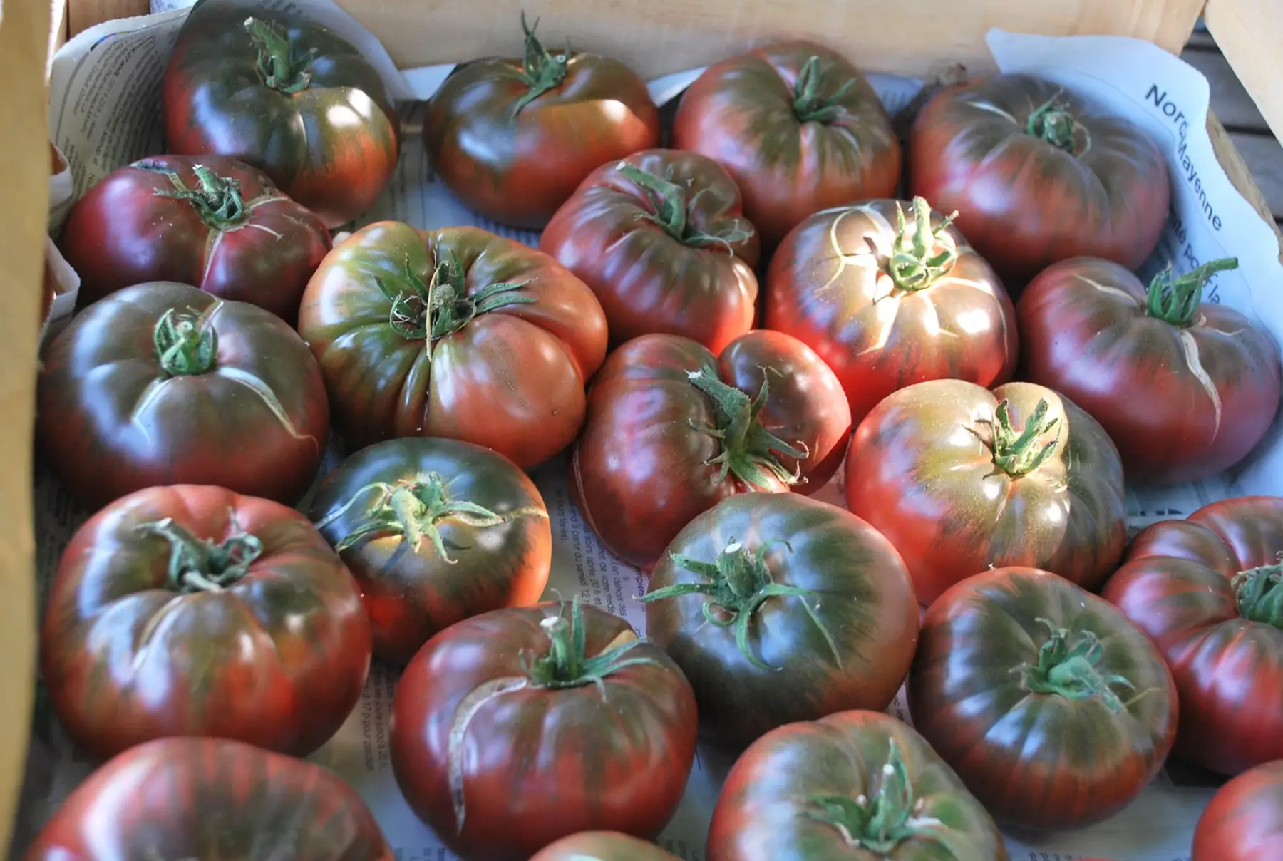 tomates anciennes noir