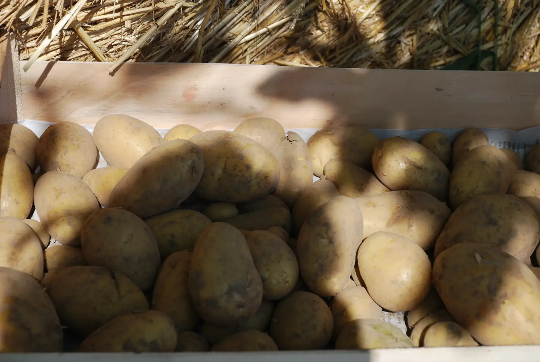 pomme-de-terre nouvelle