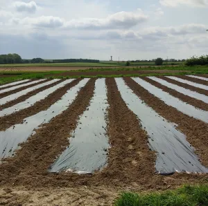 pierre hubert boniface