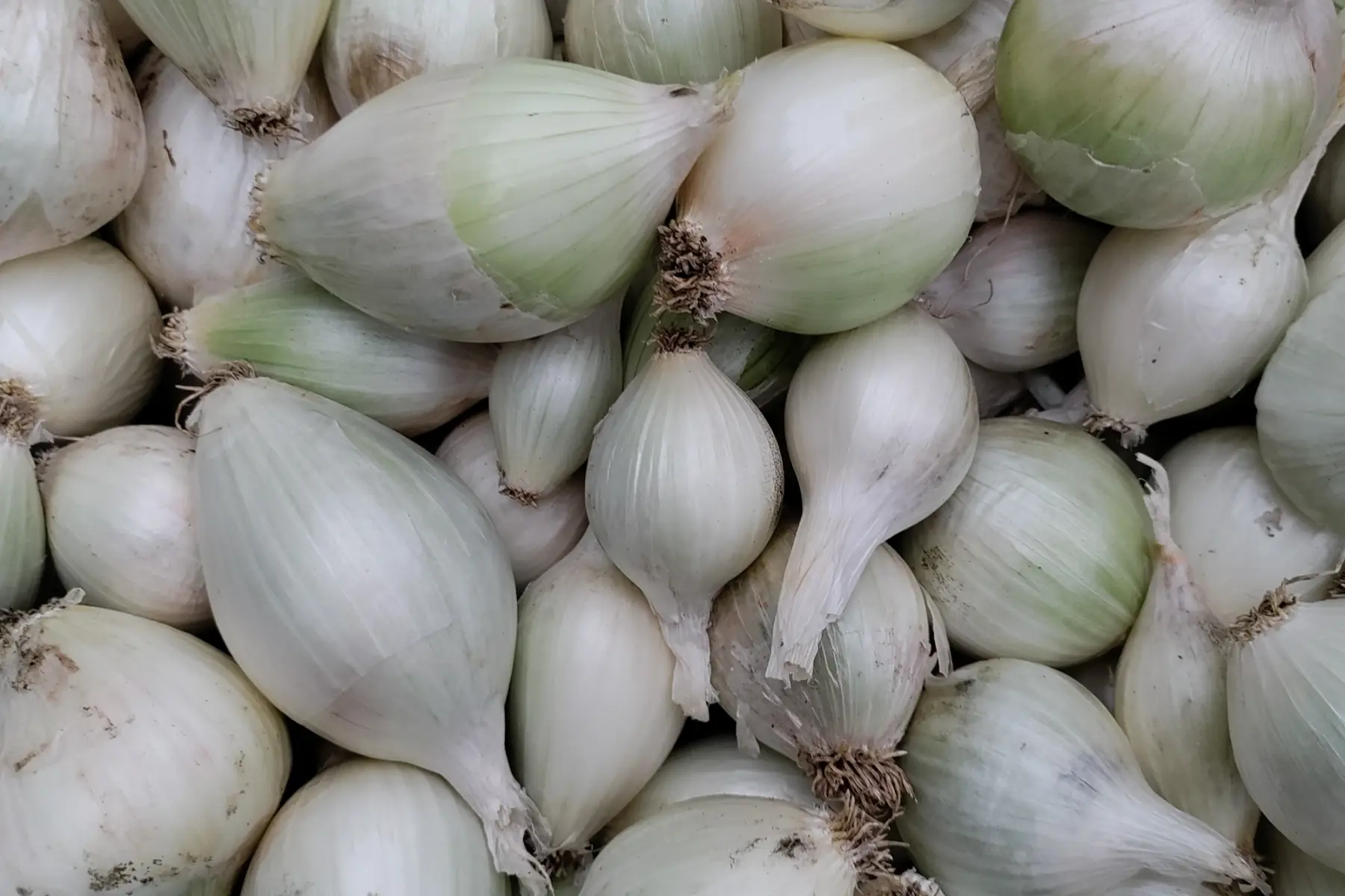 Oignon blanc