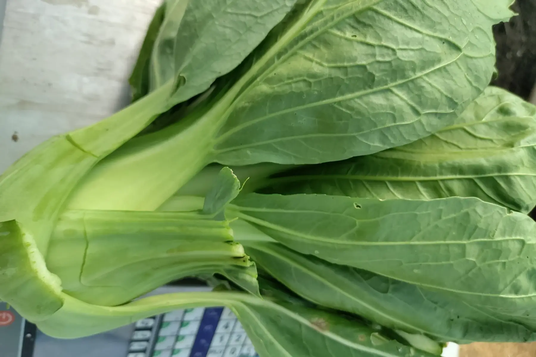 chou pak choi