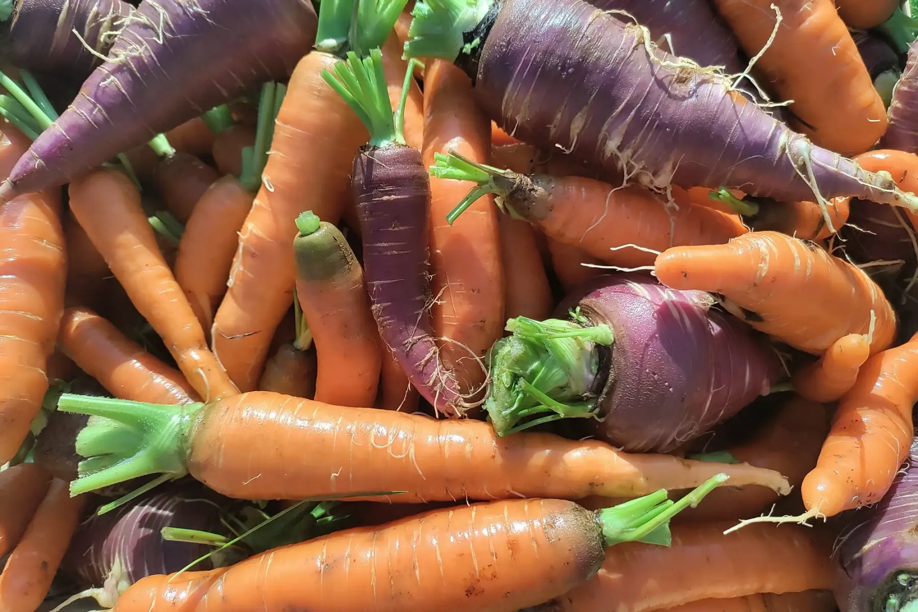 carottes