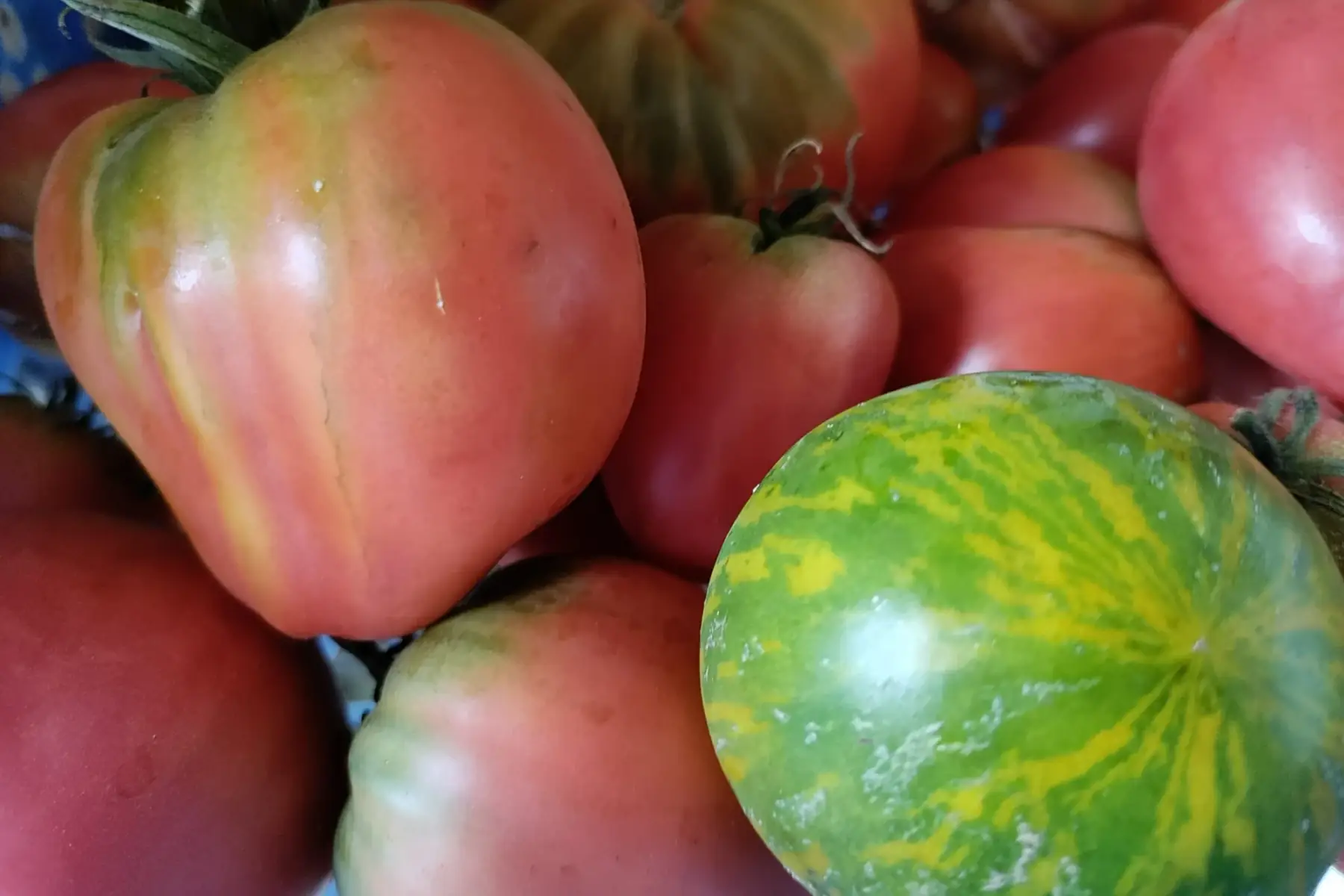 tomates anciennes
