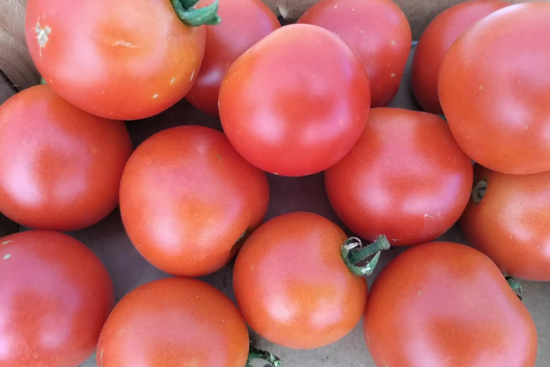 tomates rondes