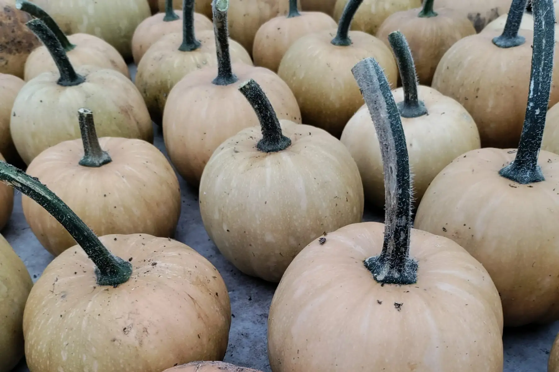 mini musquée de provence