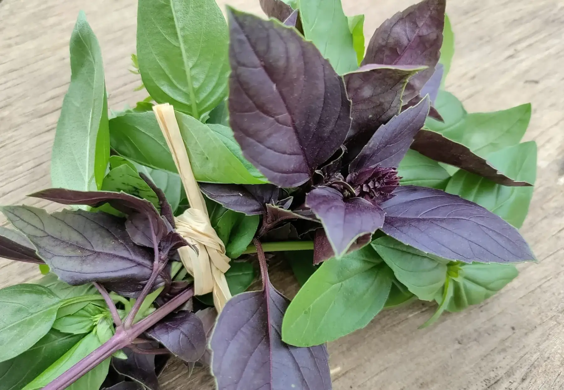 basilic vert/violet