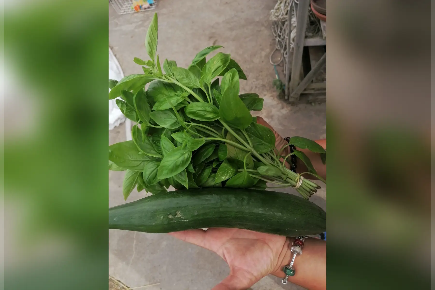 concombre long lisse