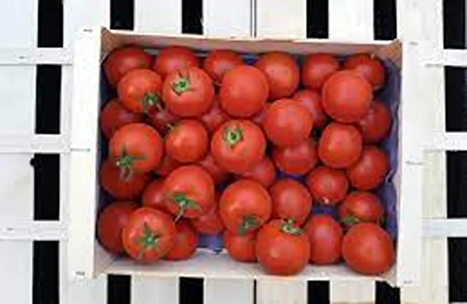 tomates lot 5kg