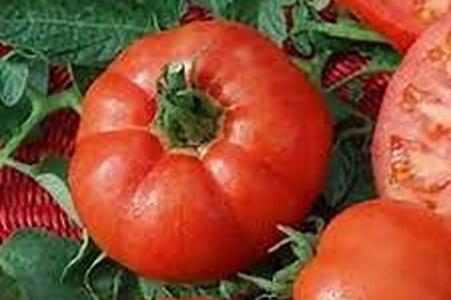 tomate st pierre