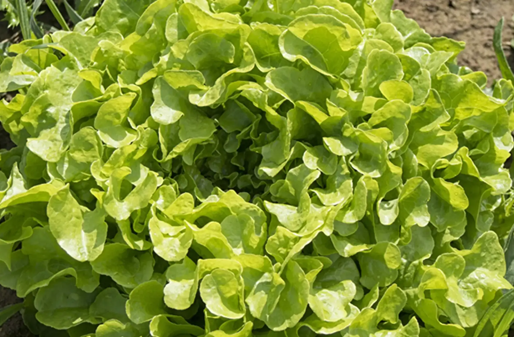salade feuille de chêne verte