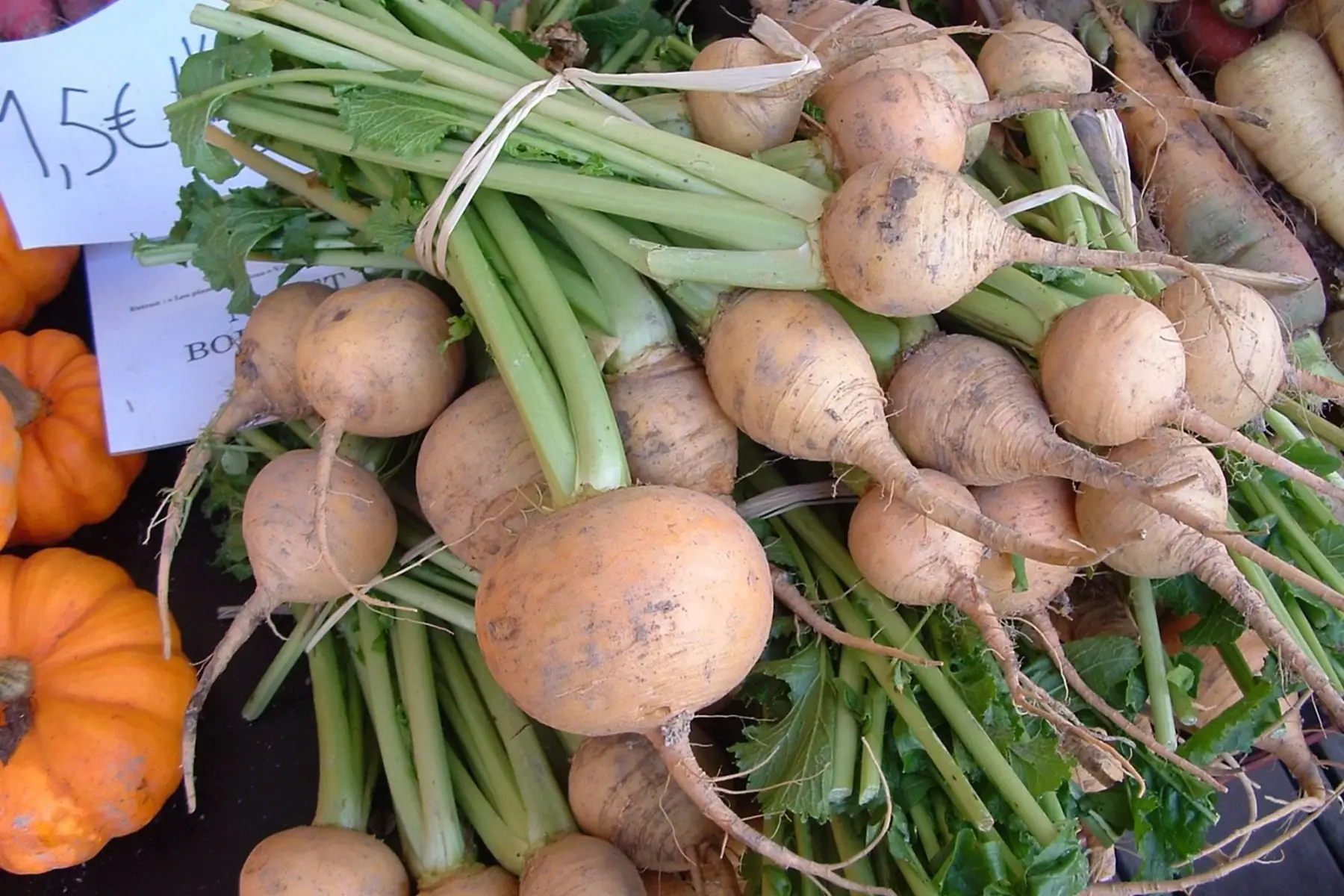 navet boule d'or botte