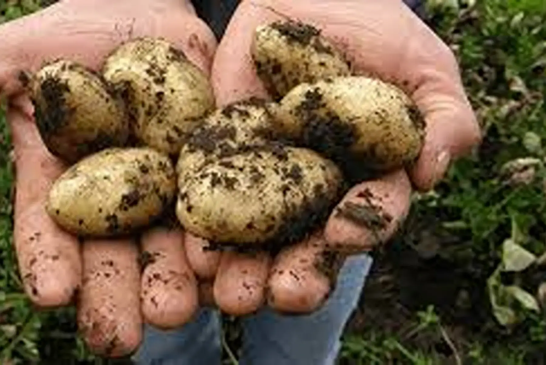 pomme de terre grenaille