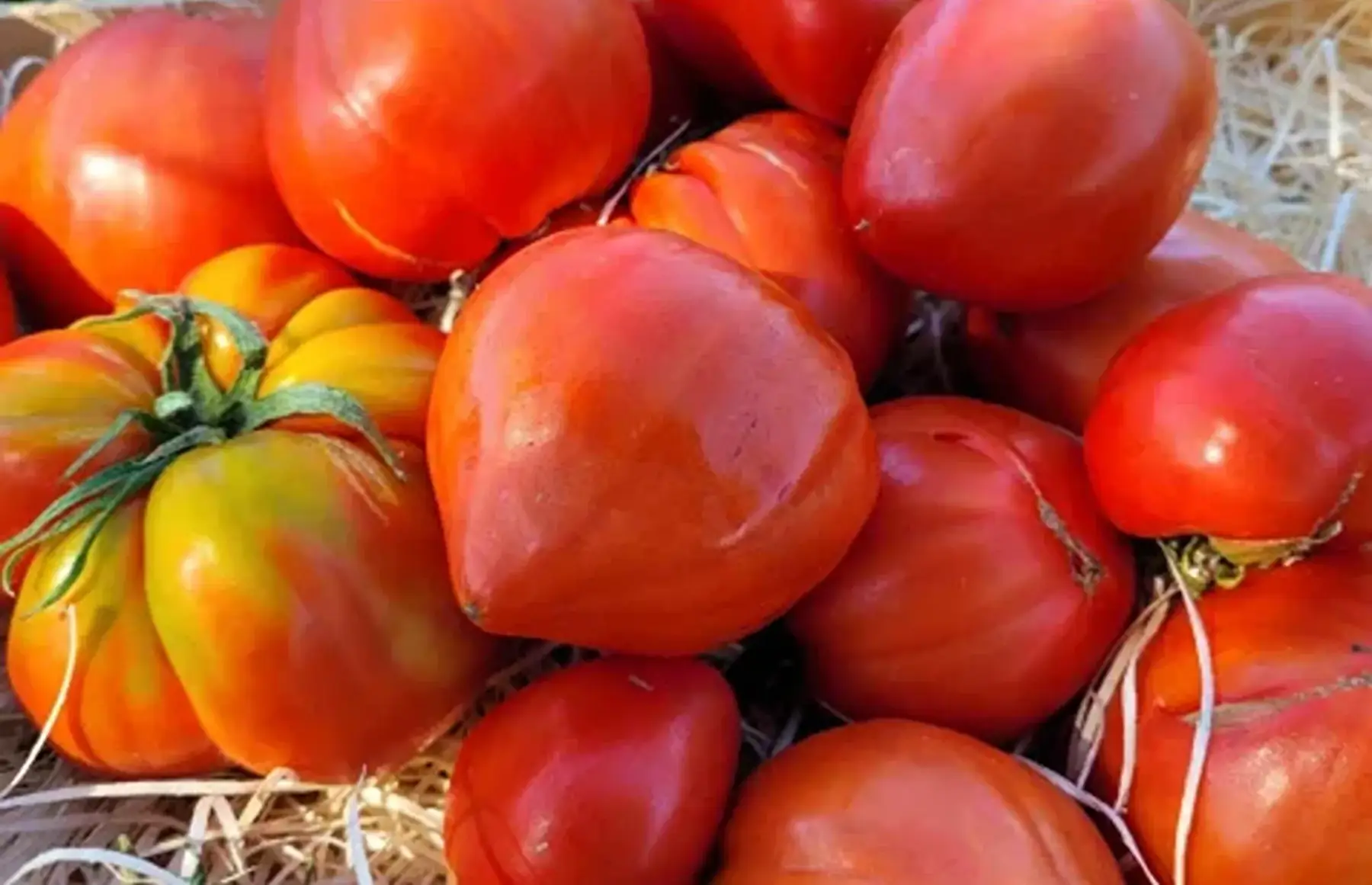 tomate coeur de boeuf