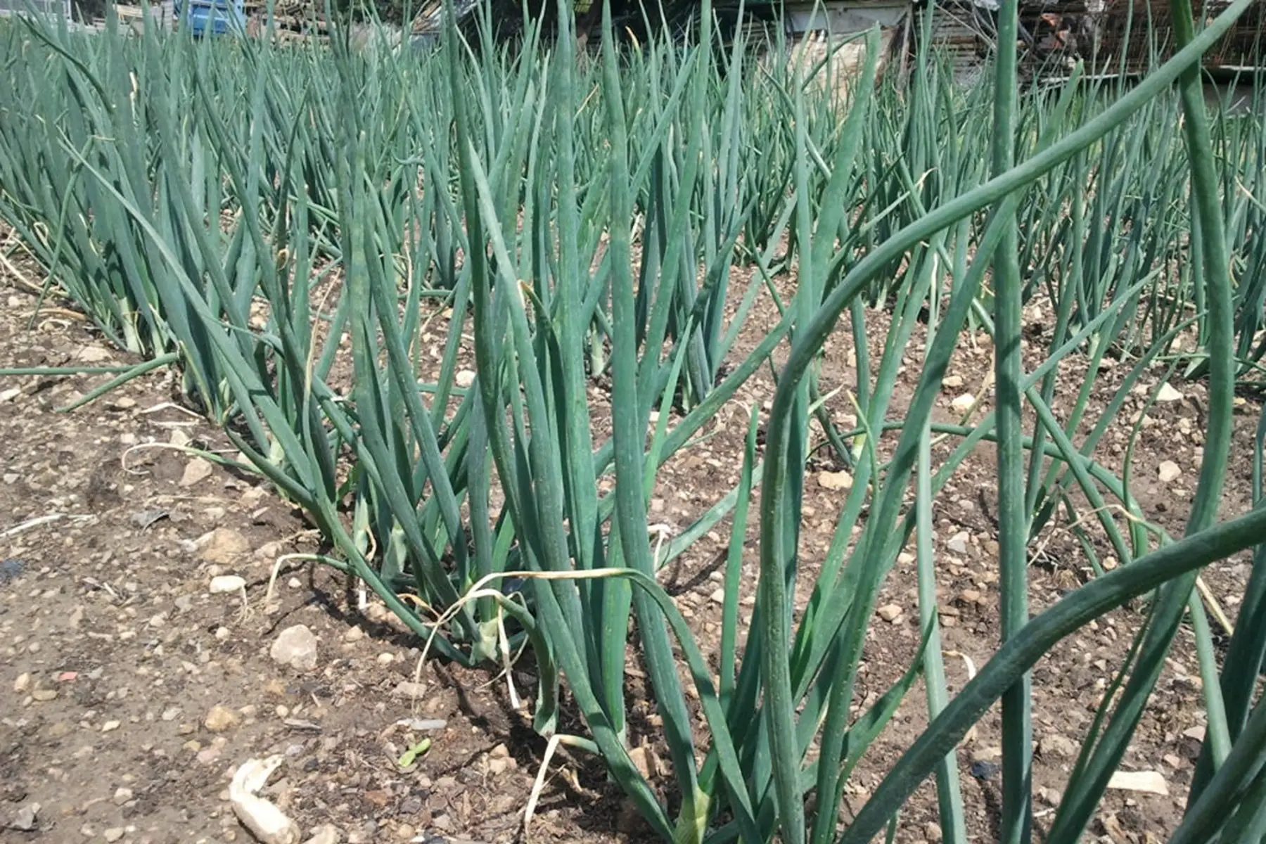 Oignons botte ciboule