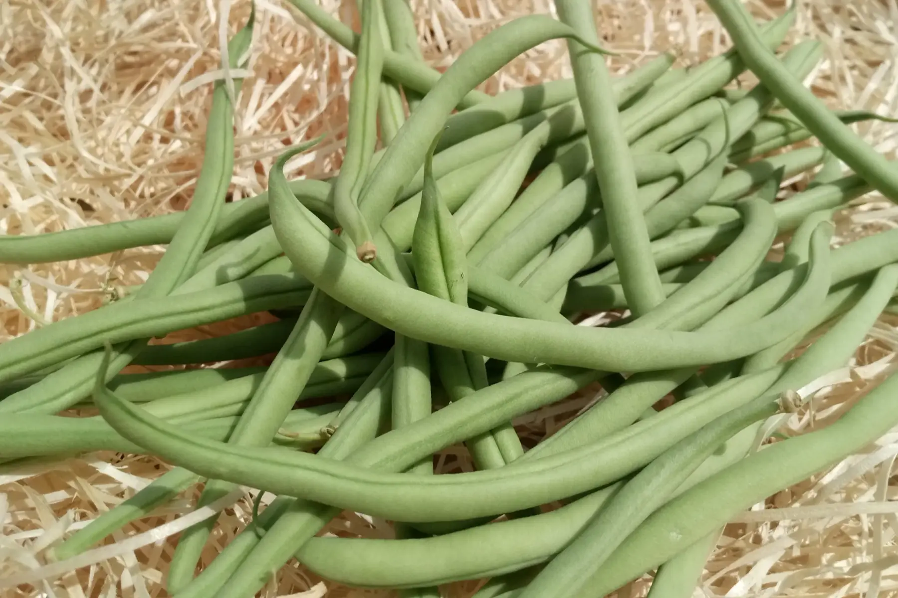 haricots verts