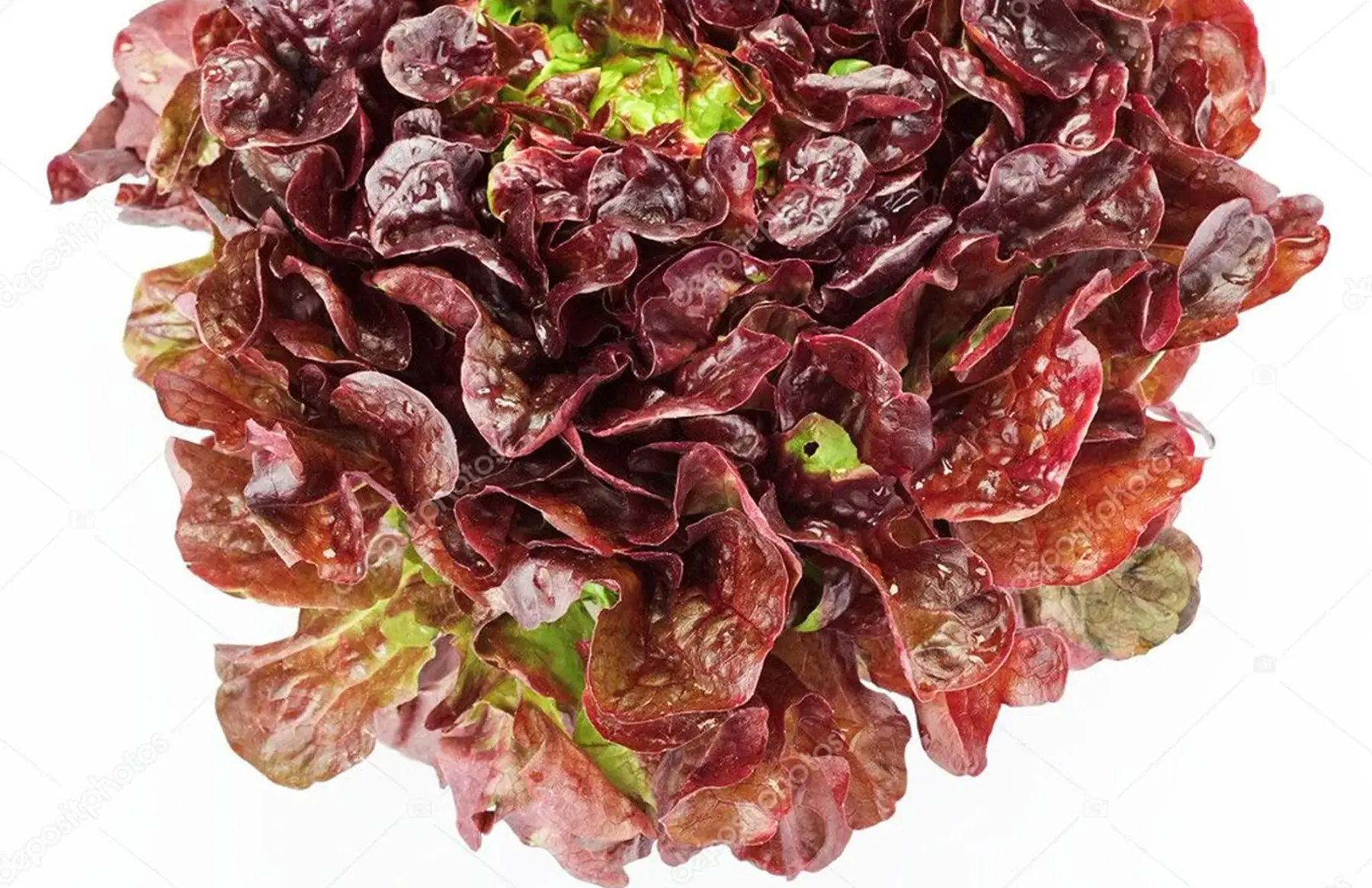 Salade feuille de chêne rouge