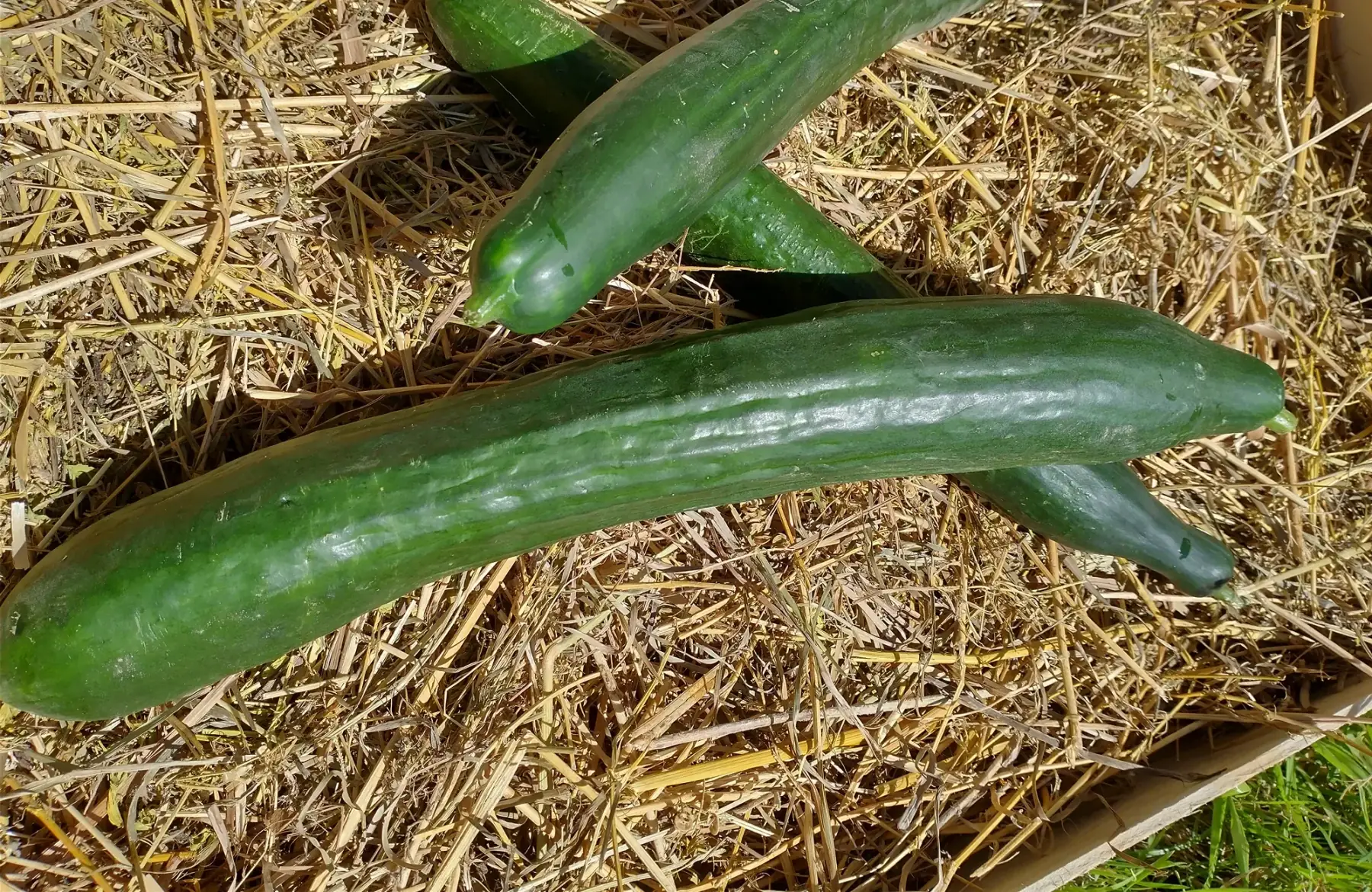 concombre lisse