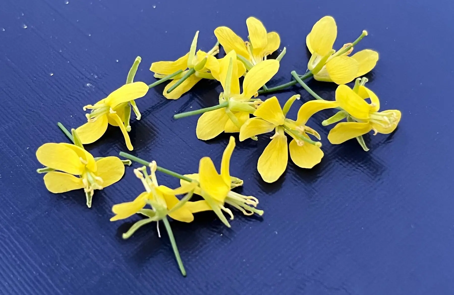 fleurs - chou et moutarde