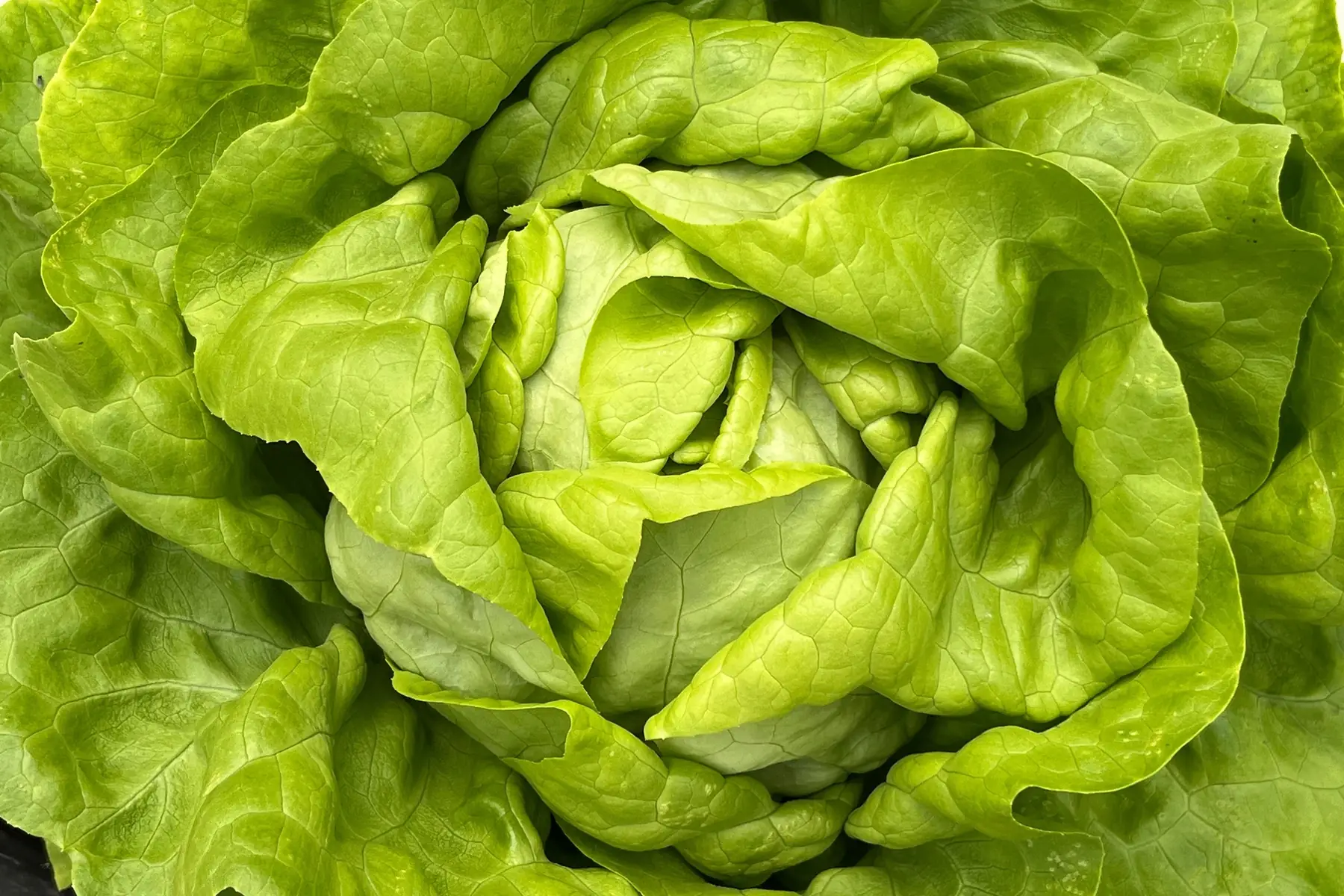 salade - laitue verte ou rouge