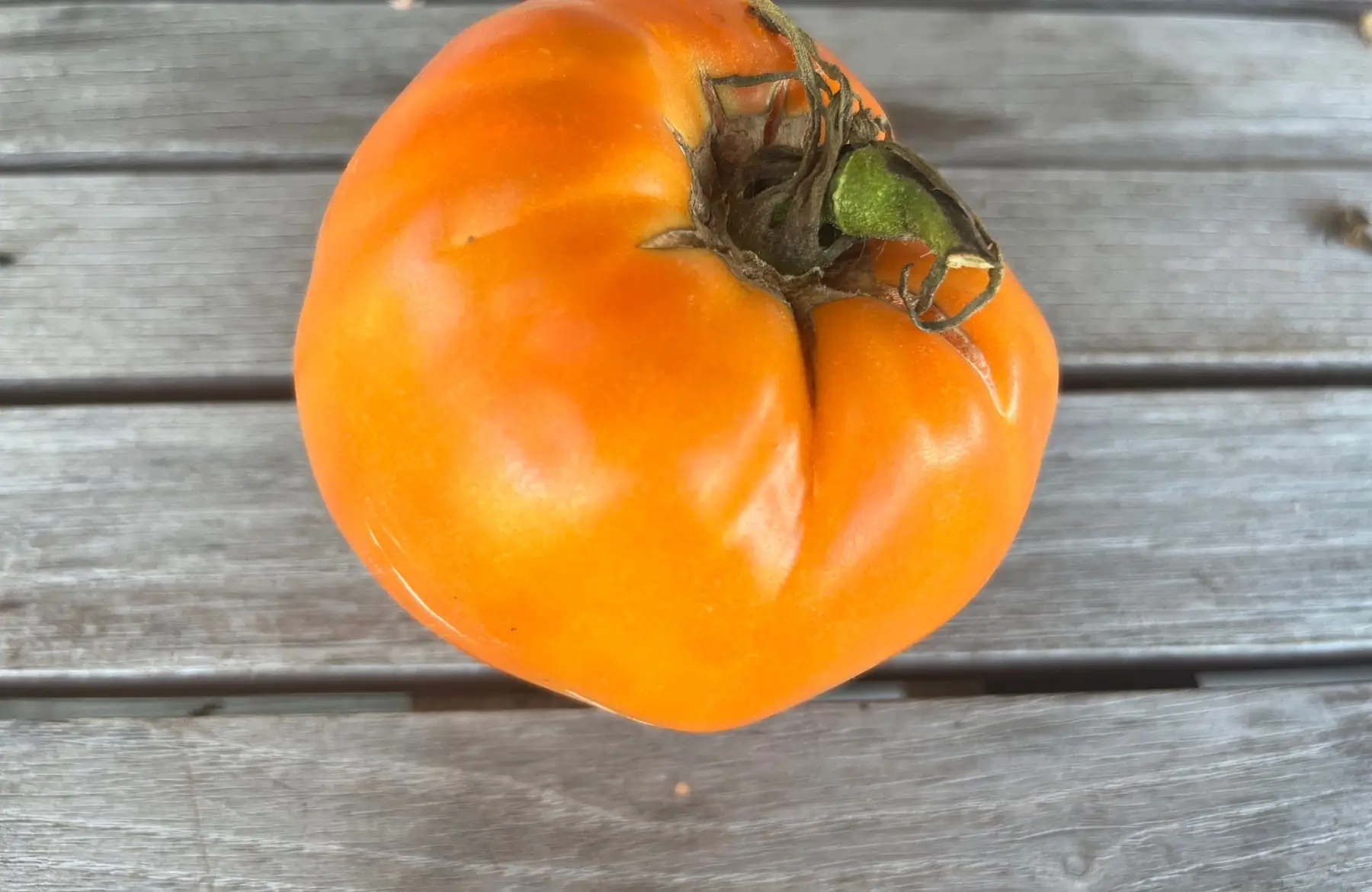 tomate variété ancienne - coeur de boeuf orange