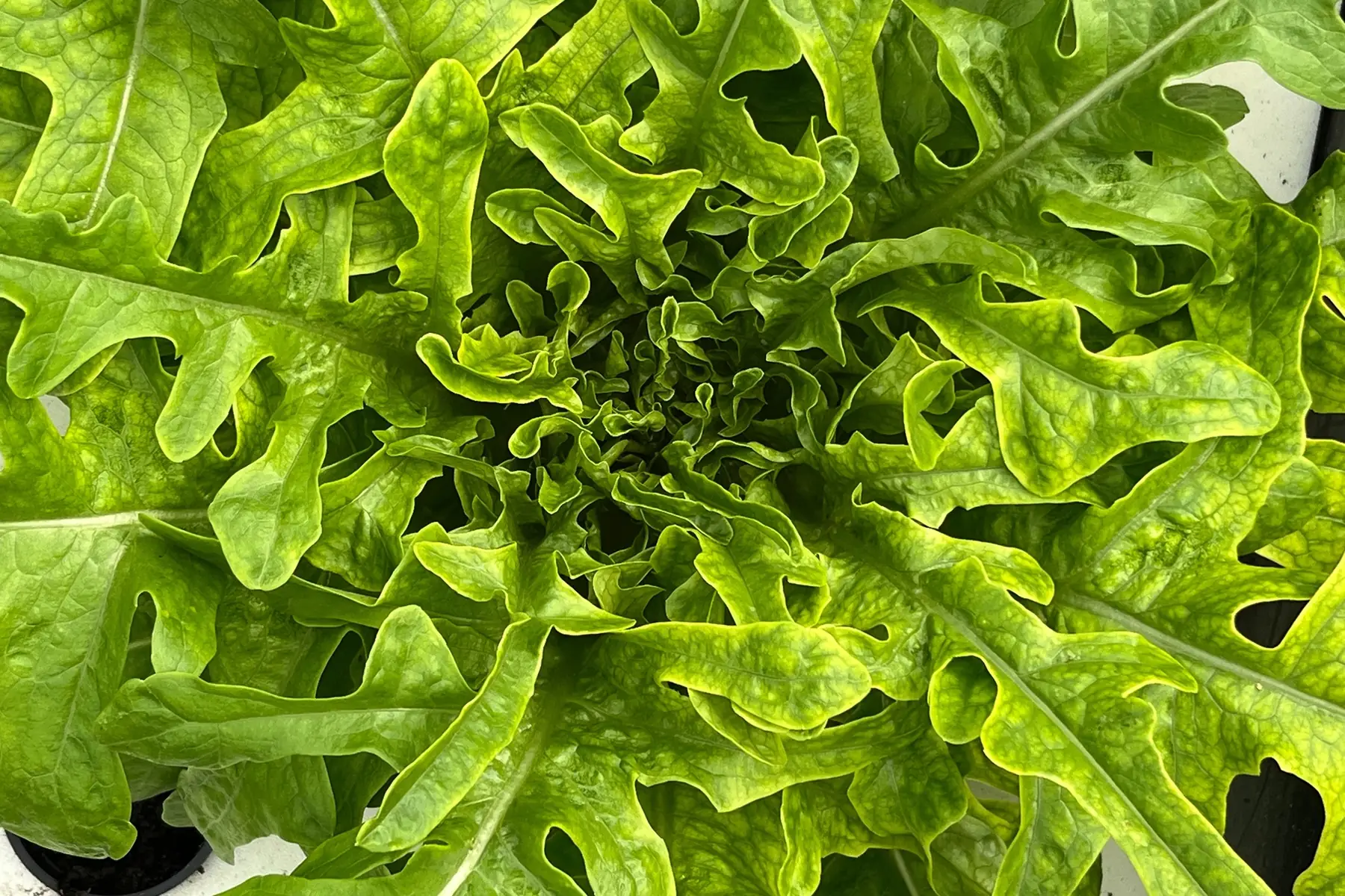 salade - cressonnette