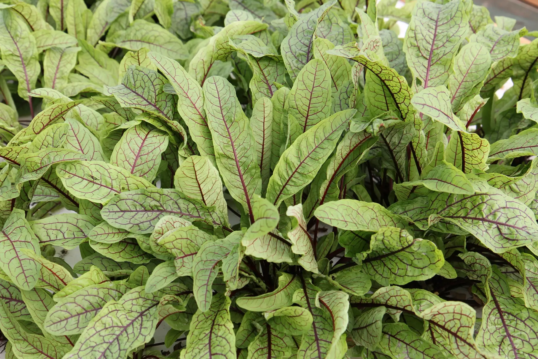 oseille sanguine (grandes feuilles)